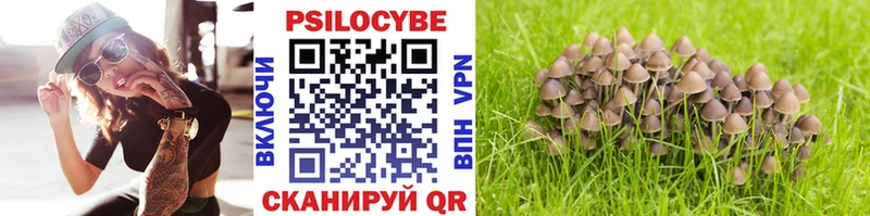 сколько стоит  Ермолино  Псилоцибиновые грибы Cubensis 
